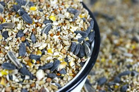 Diving into the Nutritional Value of Various Avian Seed Mixes
