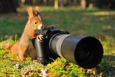 Documenting Your Squirrel Encounters: Tips for Wildlife Photography