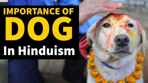 Dog Dreams in Hinduism: Exploring the Intriguing Symbolism