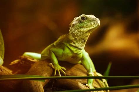 Dream Interpretation: Understanding the Significance of a Lizard Following You