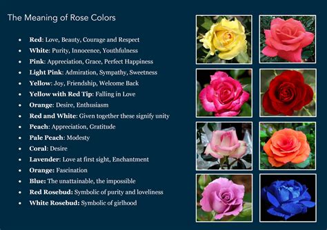 Dreaming in Color: Decoding the Symbolic Meaning Behind Different Rose Colors