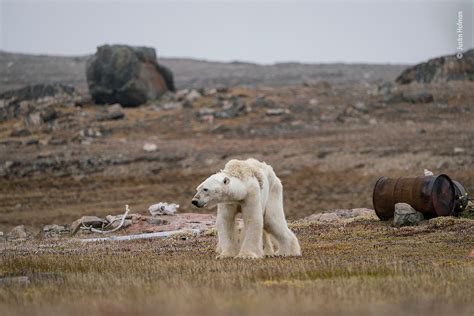 Dreaming of Struggling Wildlife: Examining the Environmental Perspective