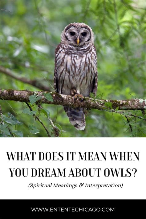 Dreaming of a Deceased Owl: What Does It Foretell?