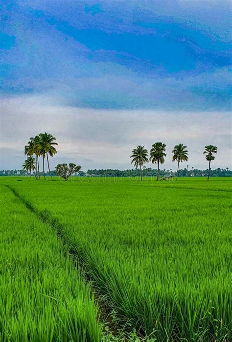 Dreaming of a Picture-Perfect Green Paddy Field: A Visual Delight