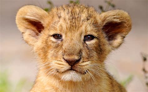 Dreaming of a Precious Lion Cub