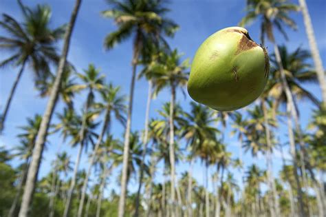 Dreams of Coconut Falling: A Symbol of New Beginnings