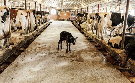 Dreams of Owning a Dairy Farm: Is It Feasible in the Modern World?