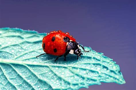 Dreams of a Tremendous Ladybug: Unraveling their Significance and Representation