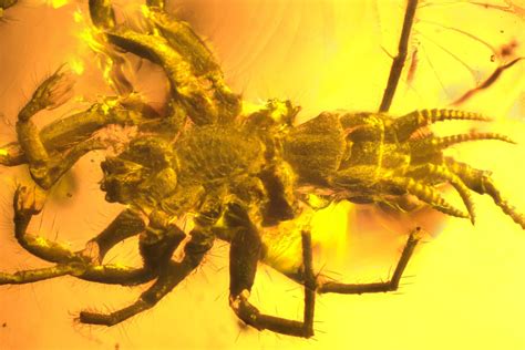 Dreams of an Enormous Ebony and Amber Arachnid: Unraveling their Significance and Interpretations