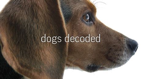 Dreams of an Injured Dog: Decoding the Hidden Messages