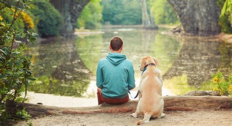 Dreams vs. Reality: Understanding the Relationship Between Canine Behavior and Human Sleep Fantasies