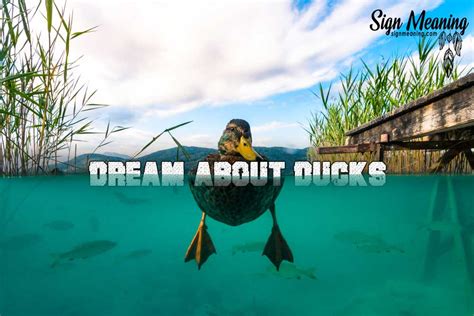 Ducks: A Symbol of Dreams and Transformation