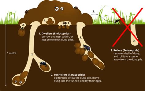 Ecological Impact: Determining the Influence of Dung Beetles on Ecosystems