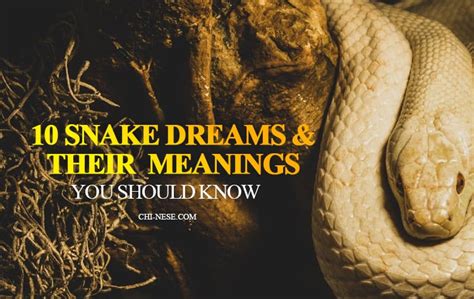 Embracing the Growth: Exploring the Positive Meanings Hidden in Snake Dreams