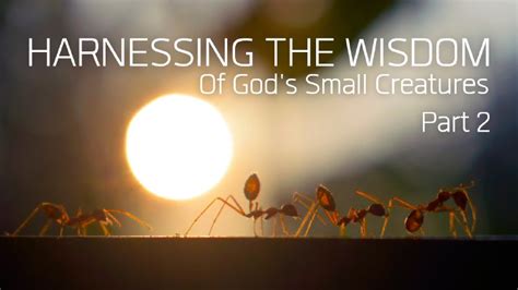 Embracing the Power of Dreams: Harnessing the Wisdom of Tiny Creatures