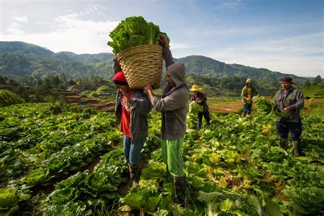 Empowering Local Farmers to Enhance Food Security