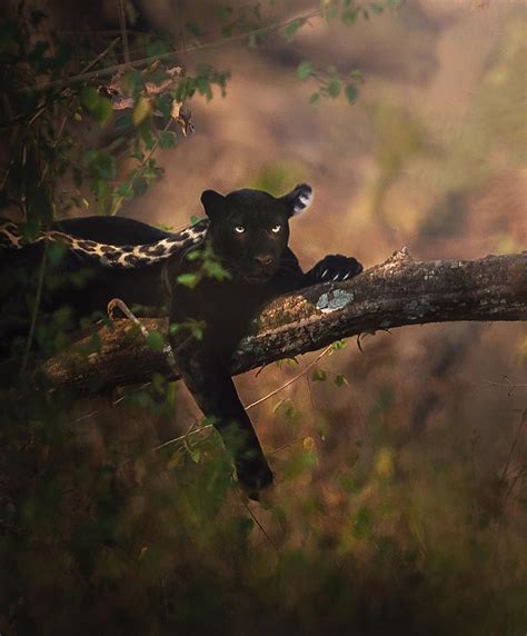 Enchanting Encounters with Rare Wildlife in Remote Jungles