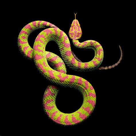 Enchanting Visions of a Mesmerizing Green Serpent