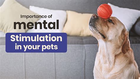 Engaging Your Sightless Canine Companion: Promoting Physical and Cognitive Stimulation
