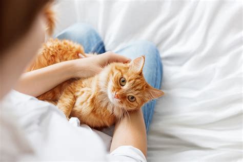 Enhance Your Sleep Experience with Dreamy Feline Companions