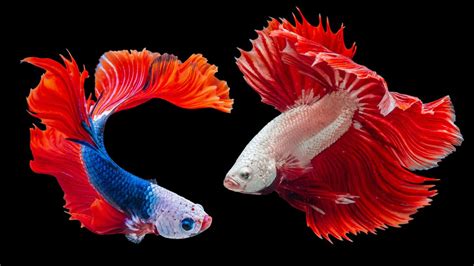 Enhancing Dream Recall through the Vibrancy of Ornamental Aquatic Species 