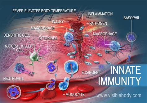 Enhancing Immunity and Combating Inflammation