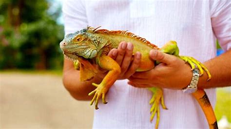 Ensuring the iguana's well-being: Proper handling and responsible release