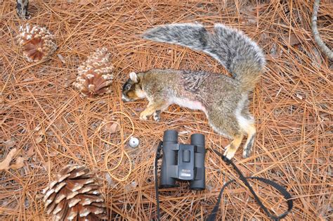 Equipping Yourself with the Essential Gear for Squirrel Tracking