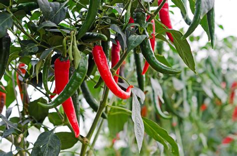 Essential Tips for Successful Chilli Plant Cultivation