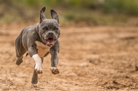 Essential Training Tips for Cultivating a Well-Behaved Pitbull Companion