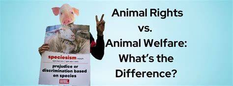 Ethical Dilemmas: The Cultural Significance vs. Animal Rights Debate