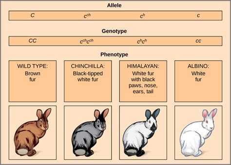 Evolution of Rabbit Colors: A Journey from Dullness to Exuberance