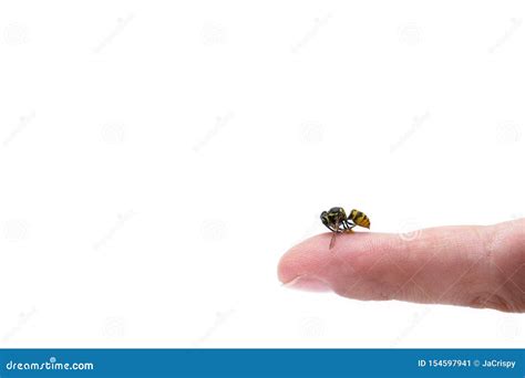 Examining Possible Personal and Professional Implications of Bee Sting on Finger in Dreams