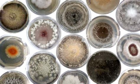 Examining the Cultural Importance of Fungal Reveries