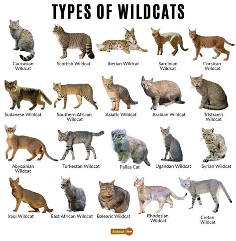 Examining the Different Species of Mighty Wildcats and Their Significance in Dream Interpretation