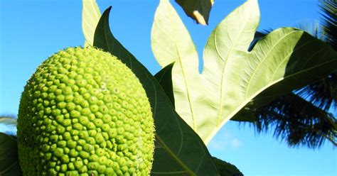 Expert Insights: Decoding the Messages of Breadfruit Dreams