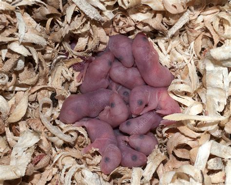 Exploring Cultural Variations: Interpretations of Obsidian Newborn Rodents
