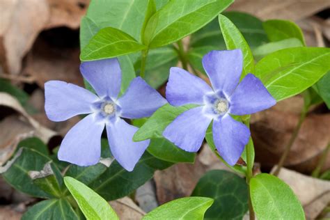Exploring Different Types and Varieties: A Key Step in Achieving Your Periwinkle Dream