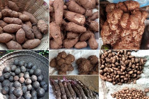 Exploring Different Types of Yam and Their Availability