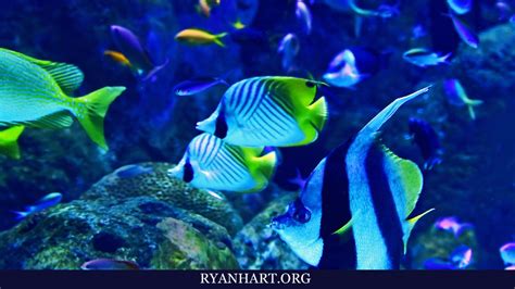 Exploring Fish Dreams: Unveiling Insights into Personal Growth and Transformation