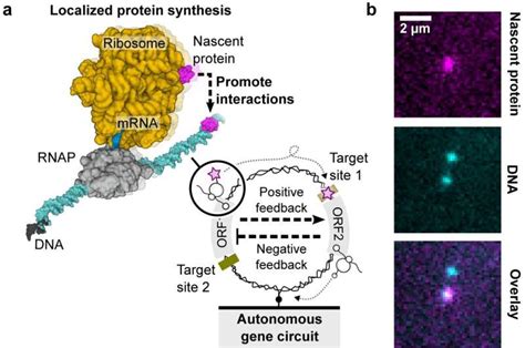 Exploring Genetic Preselection: Unveiling the Potentialities