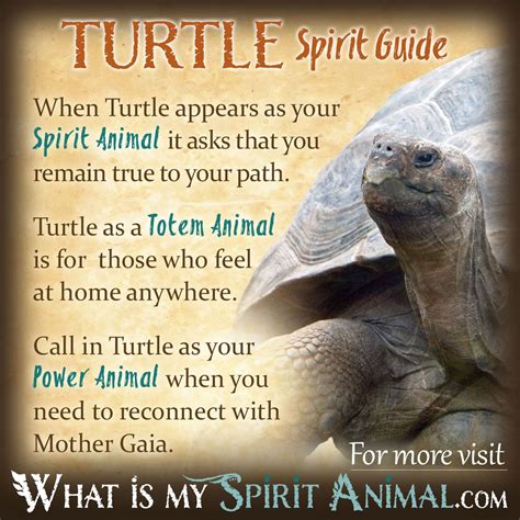 Exploring Mythology and Spirituality: The Significance of Tortoise in Different Cultures