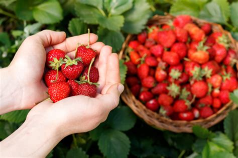 Exploring Prime Locations for Locating Fresh Strawberry Sources