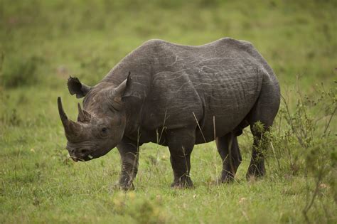 Exploring the Black Rhino's Native Habitats: A Wildlife Enthusiast's Delight