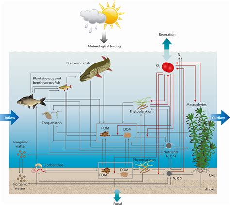 Exploring the Connection Between Aquatic Environments and Reproductive Potential