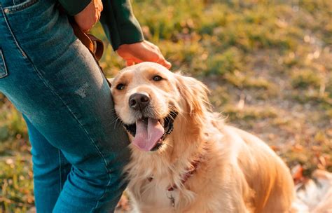 Exploring the Connection Between Canines and Loyalty in Dreams