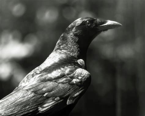 Exploring the Connection Between Ebony Birds and Shadowy Feelings in Reveries