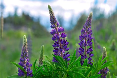 Exploring the Connection between Lupine Reveries and Personal Potency