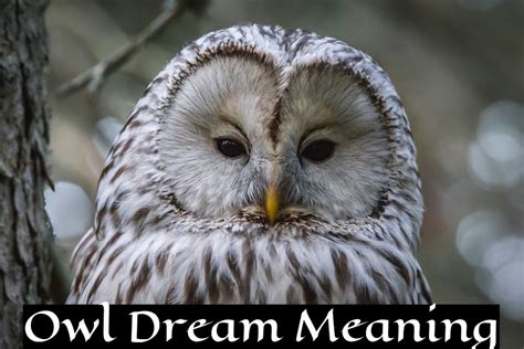 Exploring the Connection between Owl Dreams and Intuition