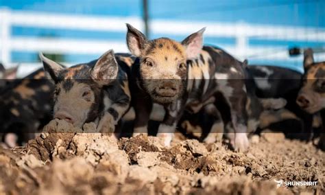 Exploring the Context and Significance of Dreams Involving Deceased Piglets